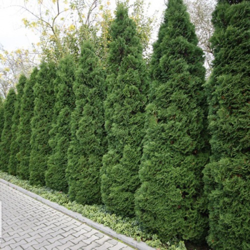 thuja_occidentalis_holmstrup2