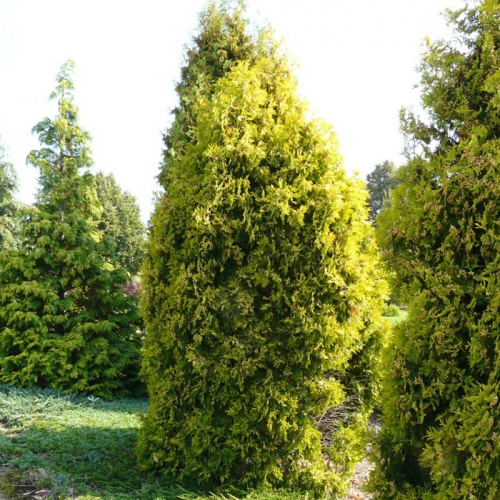 thuja_occidentalis_malonyana_aurea1