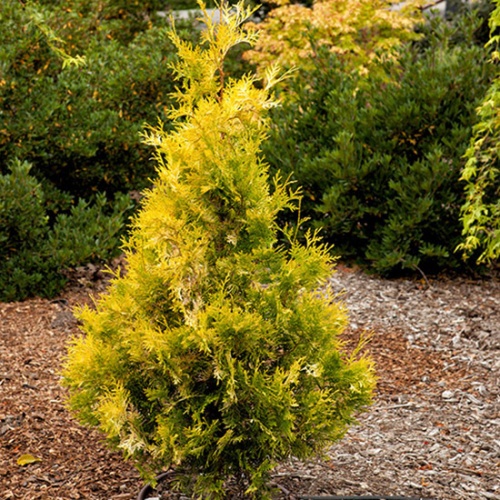thuja_occidentalis_malonyana_aurea2