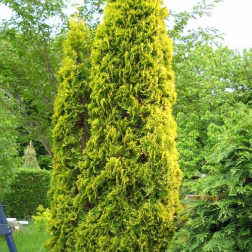 thuja_occidentalis_malonyana_aurea3