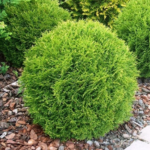 thuja_occidentalis_tiny_tim3