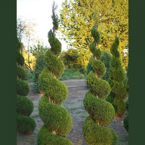 tuja__spirala_smaragd