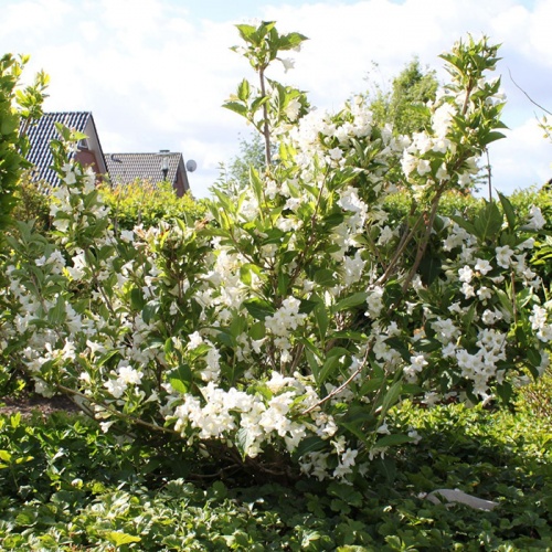 vajgela_weigela_bristol_snowflake