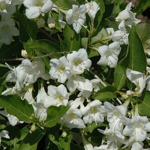 vajgela_weigela_bristol_snowflake2
