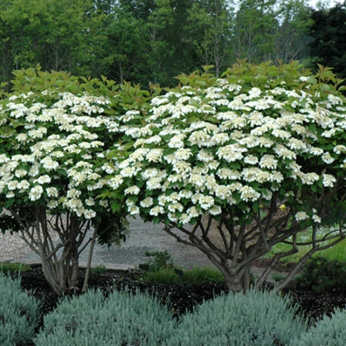 viburnum_opulus_compactum