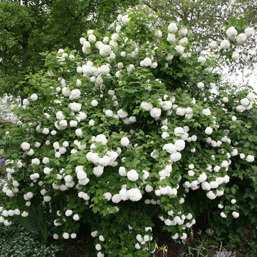viburnum_opulus_sneeuwball