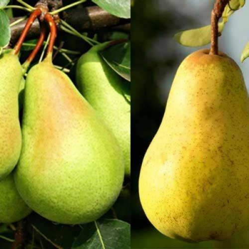 viljamovka_santa_marija