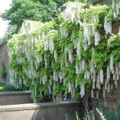 wisteria_floribunda_alba