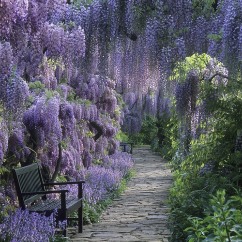 wisteria_sinensis