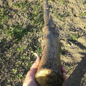 Domaljevac, sadnice paulovnije poslije čepovanja -april 2016