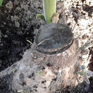 Domaljevac, sadnice paulovnije poslije čepovanja -april 2016