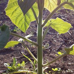 Domaljevac, sadnice paulovnije poslije čepovanja -april 2016