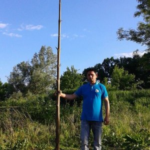 Domaljevac, sadnice paulovnije poslije čepovanja -april 2016