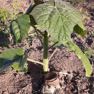 Domaljevac, sadnice paulovnije poslije čepovanja -april 2016