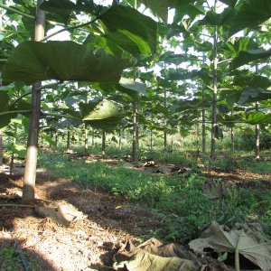 Domaljevac, sadnice paulovnije poslije čepovanja -april 2016