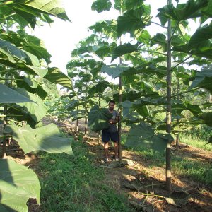 Domaljevac, sadnice paulovnije poslije čepovanja -april 2016