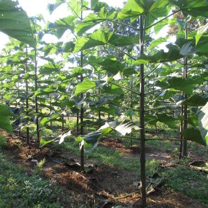 Domaljevac, sadnice paulovnije poslije čepovanja -april 2016