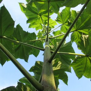 Domaljevac, sadnice paulovnije poslije čepovanja -april 2016