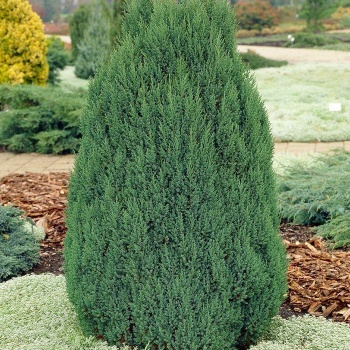 juniperus_chinensis_stricta1