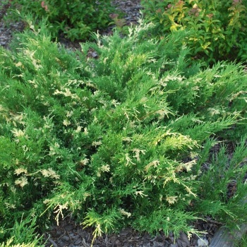 juniperus_sabina_albovariegata1