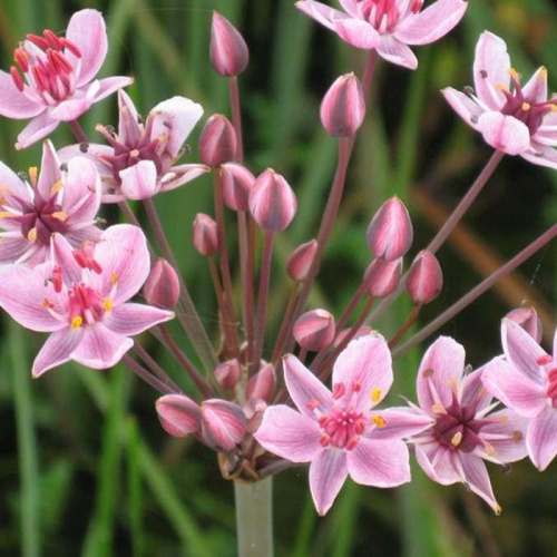 butomus_umbellatus
