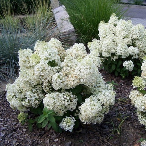 hortenzija_paniculata_bobo