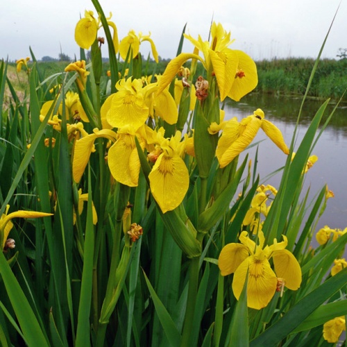 iris_pseudocarus