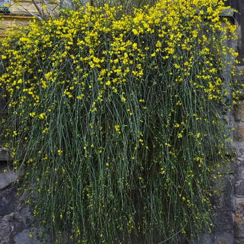 jasminum_nudiflorum_shrub