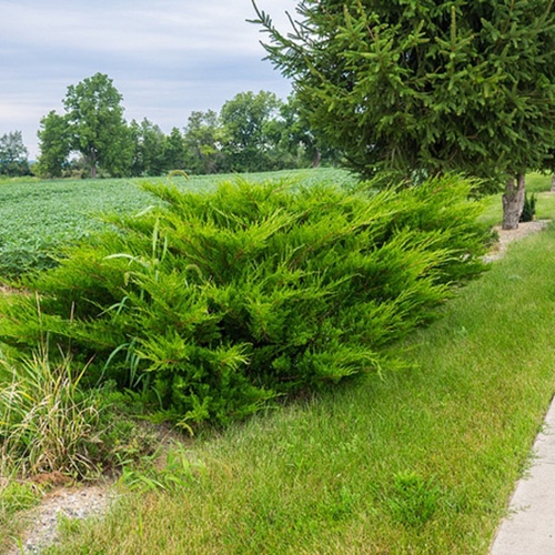 juniperus_chinensis_sea_green2