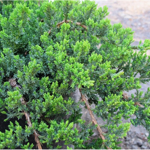 juniperus_procumbens_nana1