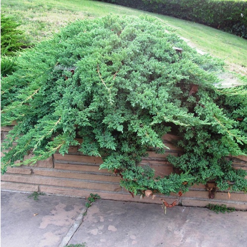 juniperus_procumbens_nana2