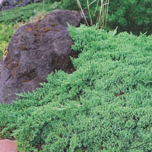 juniperus_procumbens_nana3