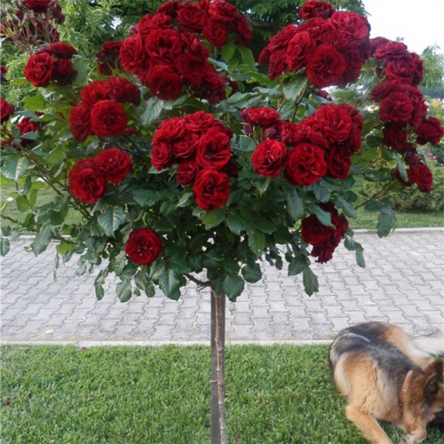 lavaglut_65671980