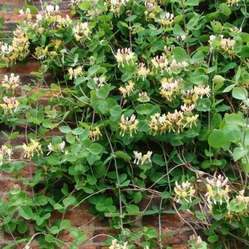 onicera_caprifolium_zuto_bijeli