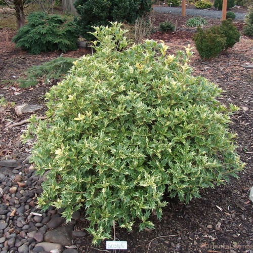 osmanthus_het__goshiki