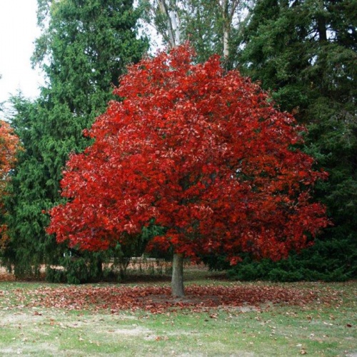 quercus_rubra
