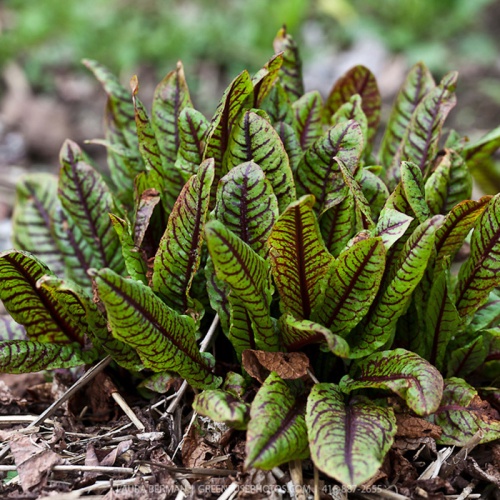 rumex_sanguineus