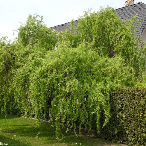 salix_matsudana_tortuosa