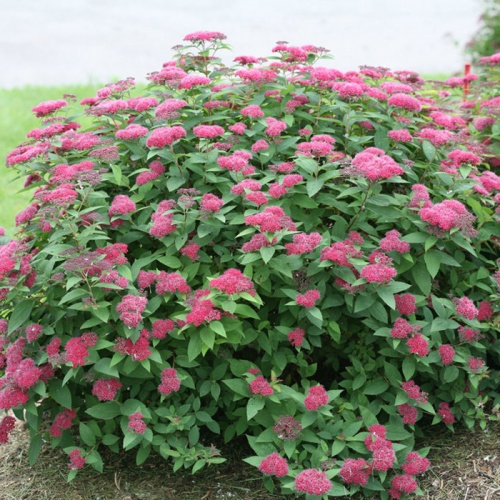 spirea_ljubiasta