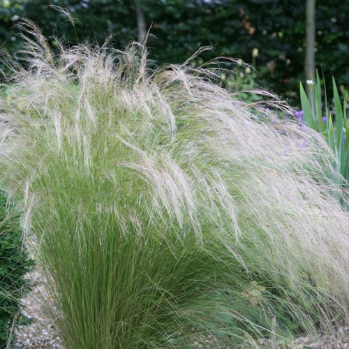 stipa_tenuissima