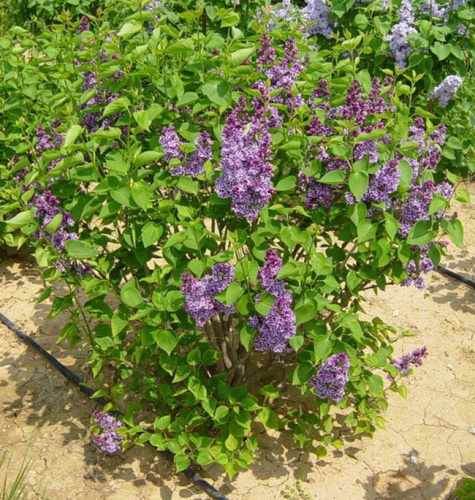 syringa_vulgaris_sensation2