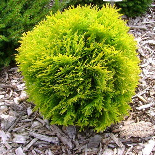 thuja_occidentalis_golden_globe1