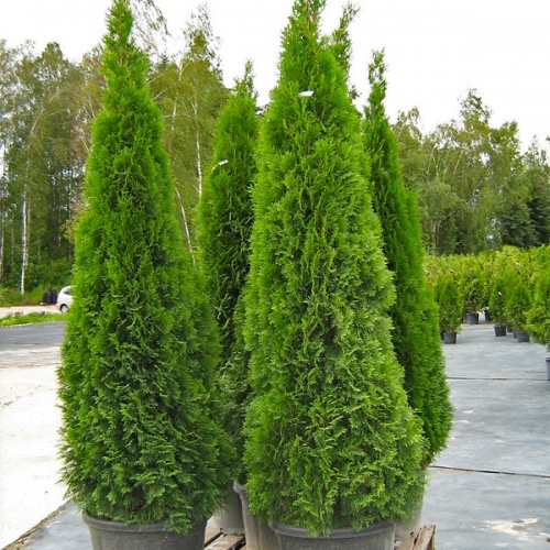 thuja_occidentalis_smaragd_1