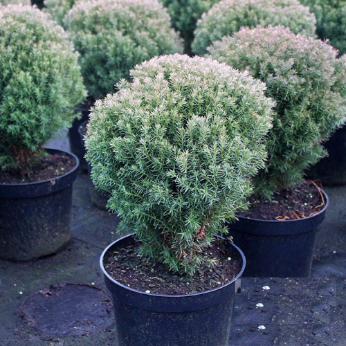 thuja_occidentalis_teddy1