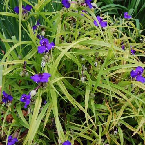tradescantia_x_andersoniana